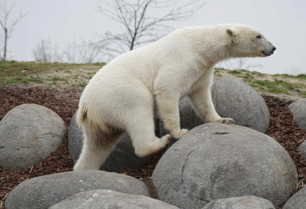 Oso polar subiendo sobre grandes rocas en un parque vacacional con glamping, árboles al fondo.