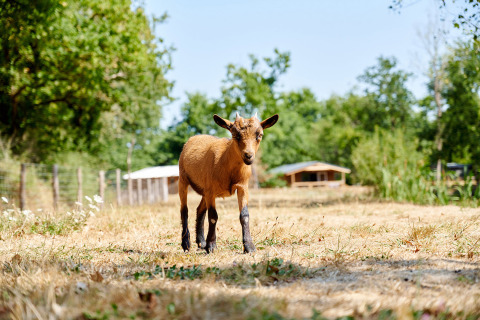 A brown goat walking in a sunny field at Camping La Bretonnière holiday park in Pays de la Loire, France.