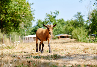 Une chèvre brune marche dans un champ ensoleillé à Camping La Bretonnière, Pays de la Loire, France.
