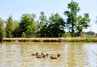 Four ducks swim on a pond surrounded by green trees at Camping La Bretonnière in Pays de la Loire, France.