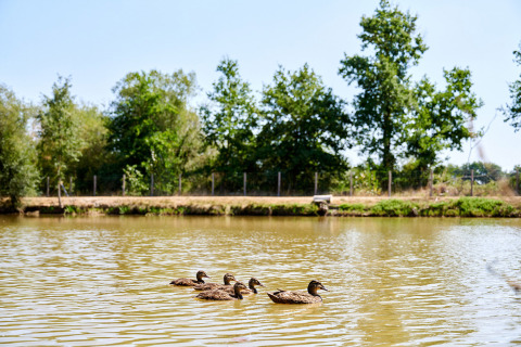 Vier Enten schwimmen auf einem See, umgeben von Bäumen, im Campingplatz La Bretonnière, Pays de la Loire, Frankreich.
