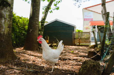 A white chicken wanders on the ground among trees at Camping La Colline, a holiday park in Belgium.