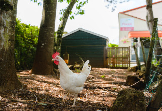 En hvid hønse går rundt på jorden mellem træer ved Camping La Colline, en feriepark i Belgien.
