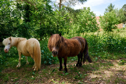 Dos ponis, uno claro y otro oscuro, están en un campo verde en Camping Le Pech Charmant, Nouvelle-Aquitaine, Francia.