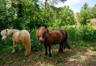 Twee pony’s, een lichte en een donkere, op een grasveld bij Camping Le Pech Charmant in Nouvelle-Aquitaine, Frankrijk.