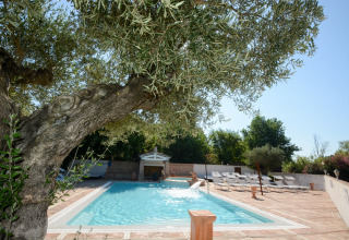 Svømmebassin i solen omgivet af solsenge og oliventræ ved Camping Les Pêcheurs i Provence, Frankrig.