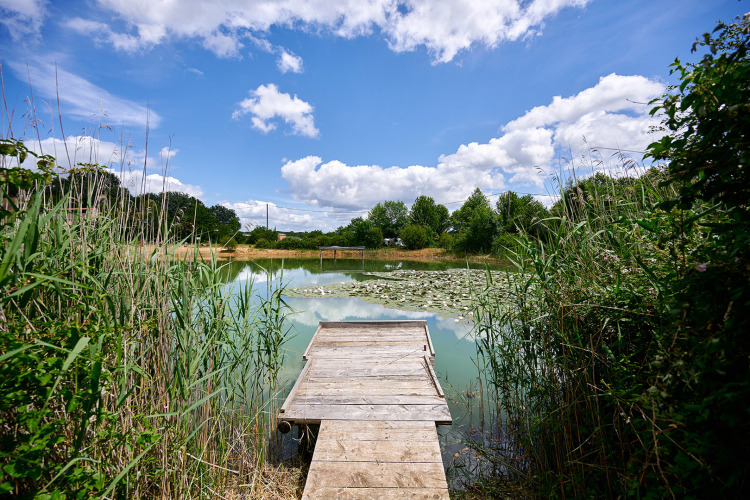 Houten steiger aan een vijver met riet en waterlelies bij Camping Lestaubière, Nouvelle-Aquitaine, Frankrijk.