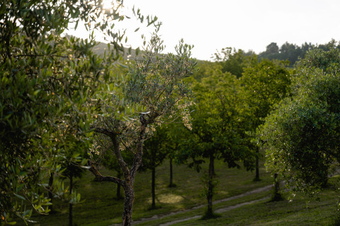 Paesaggio verde con ulivi al Camping Pian Di Boccio, villaggio turistico in Umbria, Italia, al tramonto.