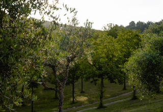Paesaggio verde con ulivi al Camping Pian Di Boccio, villaggio turistico in Umbria, Italia, al tramonto.