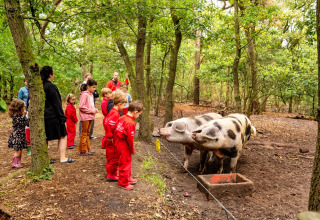 Børn og voksne ser på sortplettede grise i en skov ved FarmCamps Hoeve Luyterheyde, Nordbrabant.
