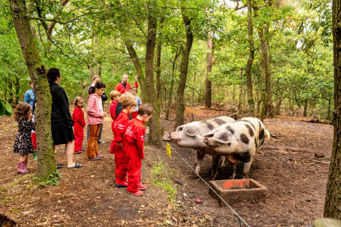 Kinder und Erwachsene beobachten gefleckte Schweine im Wald bei FarmCamps Hoeve Luyterheyde, Nordbrabant.