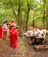 Children and adults watching spotted pigs in a forest at FarmCamps Hoeve Luyterheyde, North Brabant.