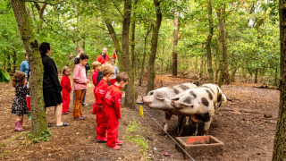 Børn og voksne ser på sortplettede grise i en skov ved FarmCamps Hoeve Luyterheyde, Nordbrabant.