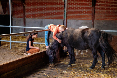 Twee kinderen spelen en knuffelen met zwarte pony's in een stal op FarmCamps Hoeve Luyterheyde, Noord-Brabant.