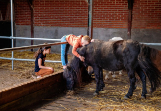 Twee kinderen spelen en knuffelen met zwarte pony's in een stal op FarmCamps Hoeve Luyterheyde, Noord-Brabant.