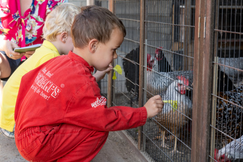 Kinderen voederen kippen via het gaas bij FarmCamps Hoeve Luyterheyde, een vakantiepark in Noord-Brabant.