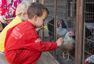 Kinderen voederen kippen via het gaas bij FarmCamps Hoeve Luyterheyde, een vakantiepark in Noord-Brabant.