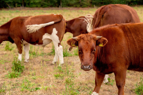 Mucche marroni al pascolo a FarmCamps Hoeve Luyterheyde, un villaggio vacanze nel Brabante Settentrionale, Olanda.