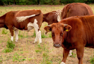 Mucche marroni al pascolo a FarmCamps Hoeve Luyterheyde, un villaggio vacanze nel Brabante Settentrionale, Olanda.