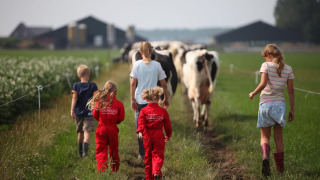 Kinderen lopen achter koeien op een veld bij FarmCamps Op Flakkee, een vakantiepark in Zuid-Holland.