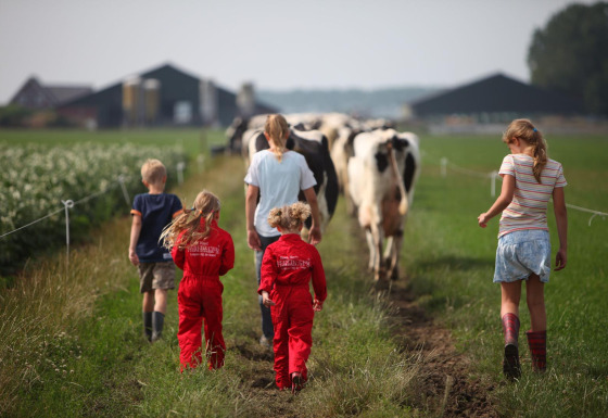 Kinderen wandelen achter koeien op de wei bij FarmCamps Op Flakkee, een vakantiepark in Zuid-Holland, Nederland.