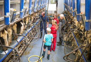 Enfants et adultes découvrent la traite des vaches à FarmCamps Op Flakkee, parc de vacances situé en Hollande-Méridionale.
