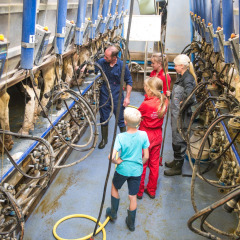 Niños y adultos aprenden sobre el ordeño de vacas en FarmCamps Op Flakkee, parque vacacional en Holanda Meridional.
