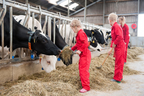Des enfants en combinaison rouge nourrissent des vaches avec du foin à FarmCamps Op Flakkee, Hollande-Méridionale.
