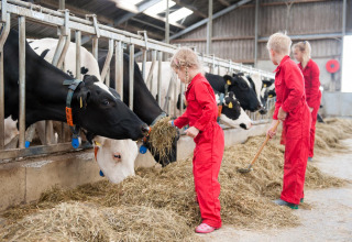 Kinderen in rode pakken voeren koeien met hooi bij FarmCamps Op Flakkee, Zuid-Holland, Nederland.