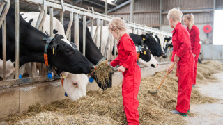 Niños con monos rojos alimentan vacas con heno en un establo de FarmCamps Op Flakkee, Holanda Meridional.