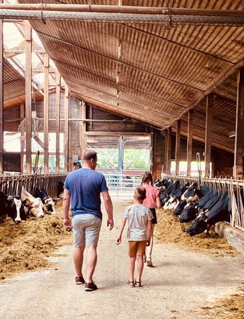 Family walks through a cow barn at FarmCamps Soodehof Eins holiday park in Hesse, Germany, with cows feeding.