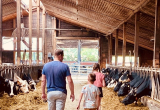 Family walks through a cow barn at FarmCamps Soodehof Eins holiday park in Hesse, Germany, with cows feeding.