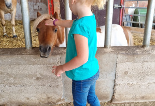 Lille pige klapper en pony på FarmCamps Soodehof Eins i Hesse, Tyskland, iført lyseblå trøje og pink støvler.