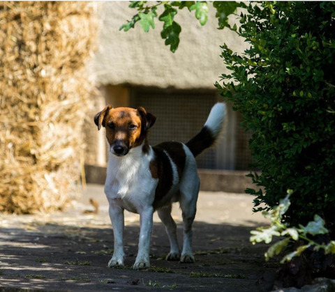 Dog stands outdoors in sunny light near a straw bale at FarmCamps Soodehof Eins in Hesse, Germany.