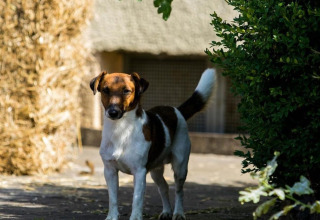Dog stands outdoors in sunny light near a straw bale at FarmCamps Soodehof Eins in Hesse, Germany.