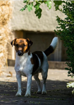 Perro de pie al aire libre junto a una paca de heno en FarmCamps Soodehof Eins en Hesse, Alemania.