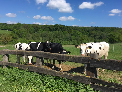 Five black and white cows stand behind a rustic wooden fence on a green field in Hesse, Germany.