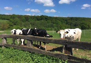 Five black and white cows stand behind a rustic wooden fence on a green field in Hesse, Germany.