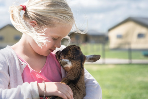 Ein Mädchen hält ein Ziegenkitz auf FarmCamps Stolkse Weide, einem Ferienpark in Südholland, Niederlande.