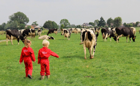 Twee kinderen in rode pakken wandelen tussen koeien op een groene wei in FarmCamps Stolkse Weide.