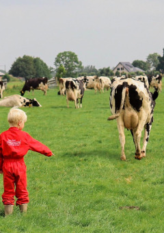 Twee kinderen in rode overalls lopen tussen koeien op een groene wei bij FarmCamps Stolkse Weide, Nederland.