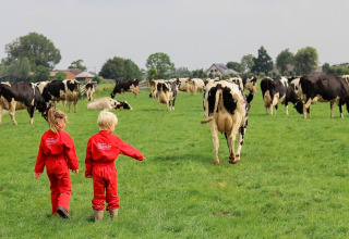 Dos niños con monos rojos caminan entre vacas en un campo verde en FarmCamps Stolkse Weide, Países Bajos.