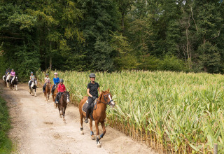 A group of children and adults are horseback riding on a dirt path by a cornfield at FarmCamps De Verloren Kost.