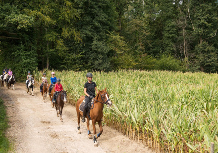 Een groep kinderen en volwassenen rijdt te paard langs een maisveld bij FarmCamps De Verloren Kost in Limburg.