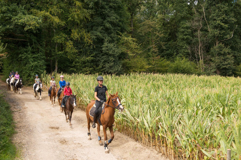 A group of children and adults are horseback riding on a dirt path by a cornfield at FarmCamps De Verloren Kost.