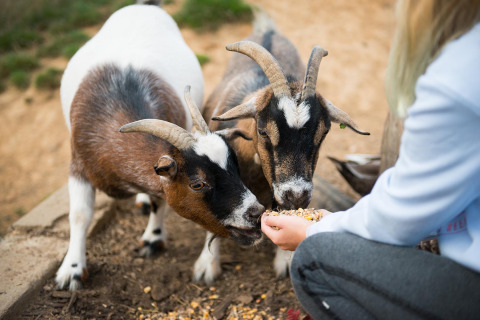 Two goats being hand-fed by a person at FarmCamps De Verloren Kost holiday park in Limburg, Netherlands.