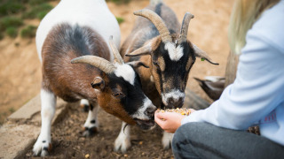 Dos cabras siendo alimentadas a mano por una persona en FarmCamps De Verloren Kost en Limburg, Países Bajos.