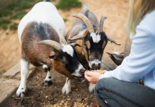 Two goats being hand-fed by a person at FarmCamps De Verloren Kost holiday park in Limburg, Netherlands.