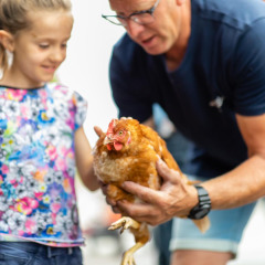 Un hombre ayuda a una niña a sostener una gallina marrón en FarmCamps Fleur Stables en Holanda Septentrional, Países Bajos.