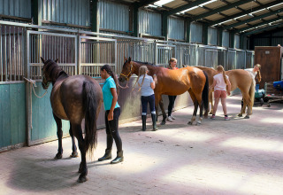 Bambini che spazzolano cavalli nella stalla di FarmCamps Fleur Stables, parco vacanze in Olanda Settentrionale.